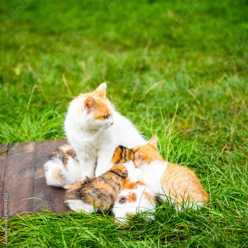 White ginger cat feeds kittens on green grass, close up, copy space © MIKHAIL