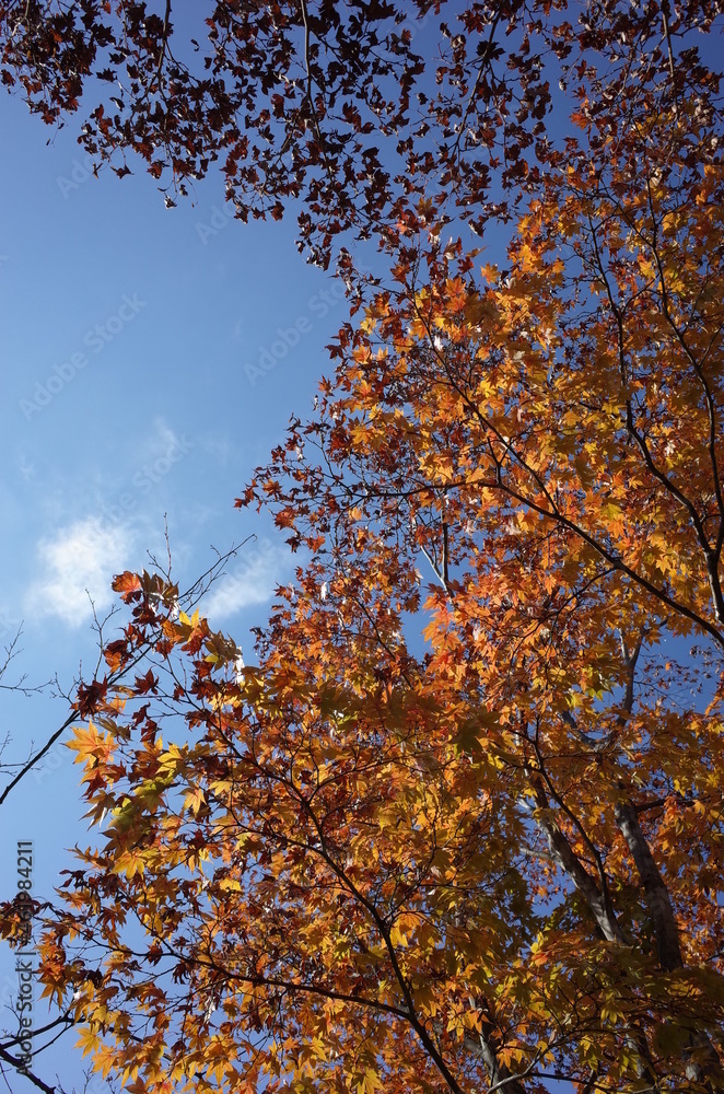 Red autumn leaves of Japanese Maple
