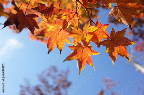 Red autumn leaves of Japanese Maple  © MasterChefNobu