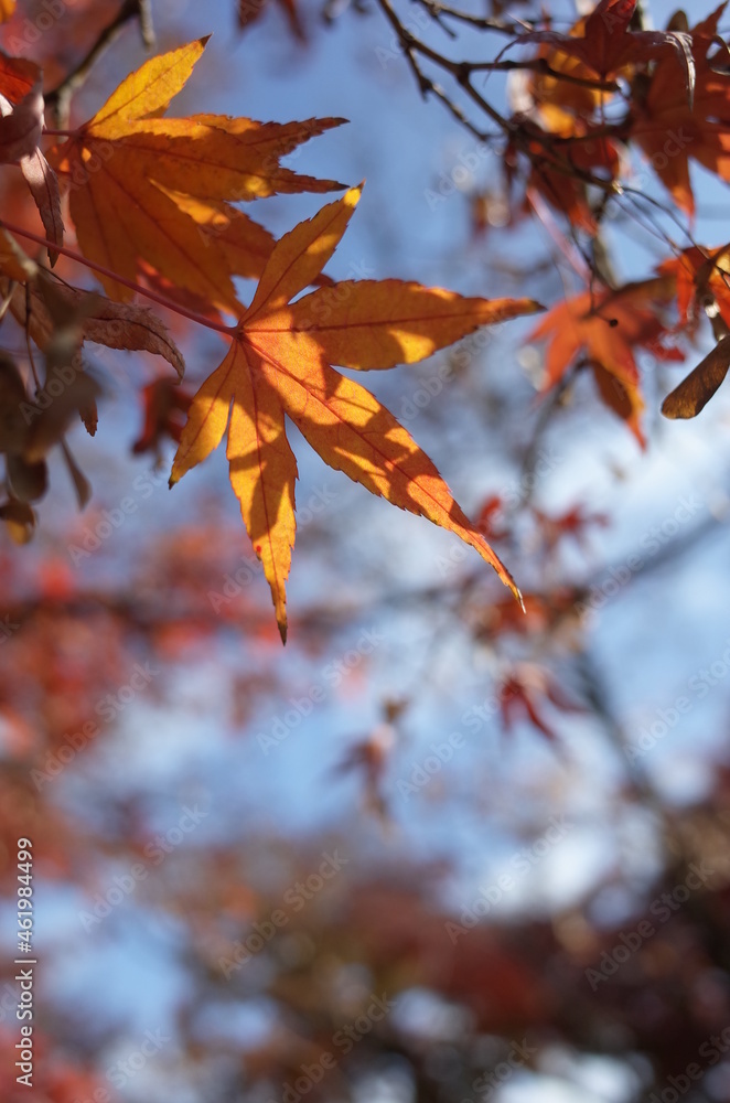 Red autumn leaves of Japanese Maple
Red autumn leaves of Japanese Maple