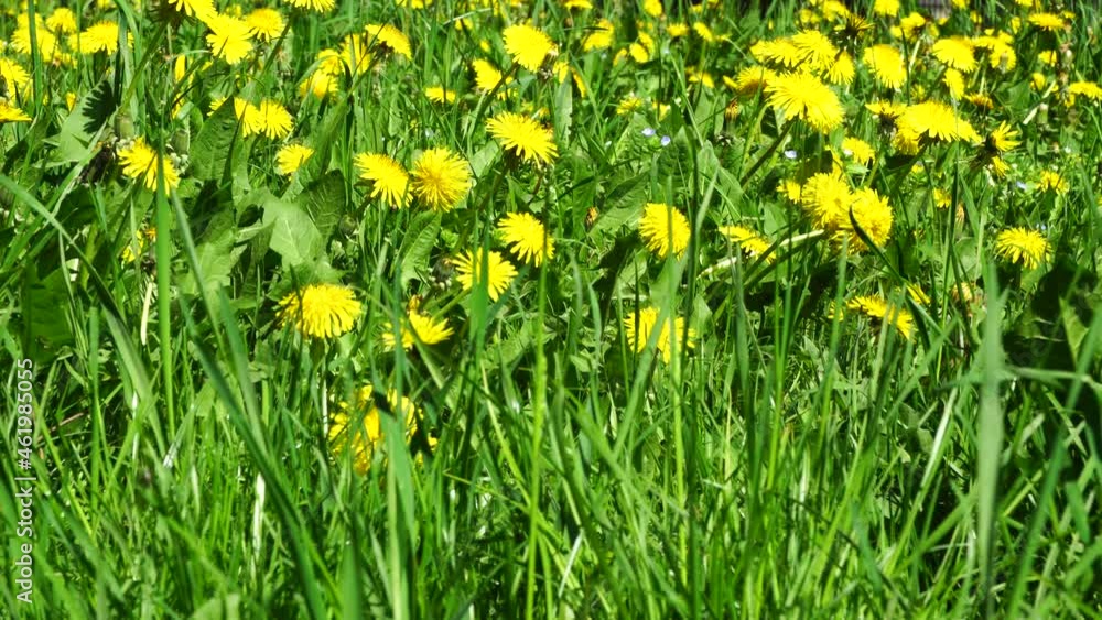 Spring May dandelion Taraxacum officinale with yellow flowers on a green lawn with grass in the foothills of the North Caucasus Spring May dandelion Taraxacum officinale with yellow flowers on a green lawn with grass in the foothills of the North Caucasus