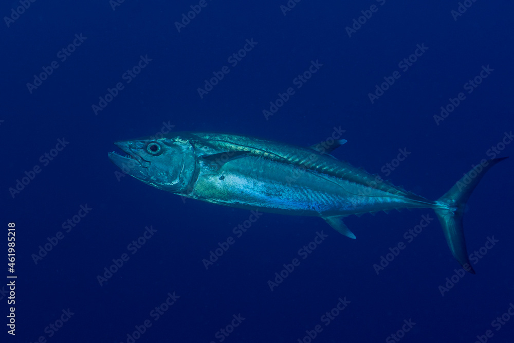 Dogtooth tuna, Gymnosarda unicolor, in Maldives