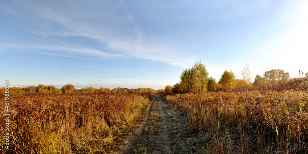 Fototapeta premium A summer walk through the forest, a beautiful panorama.