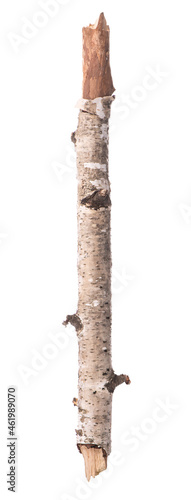 Branch of a birch