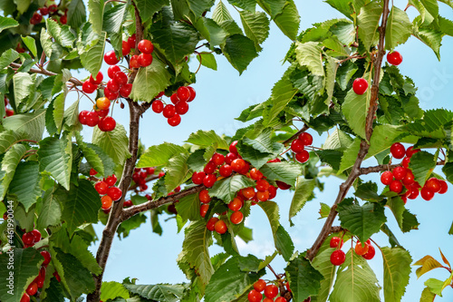 The fruit of the cherry tree among its leaves