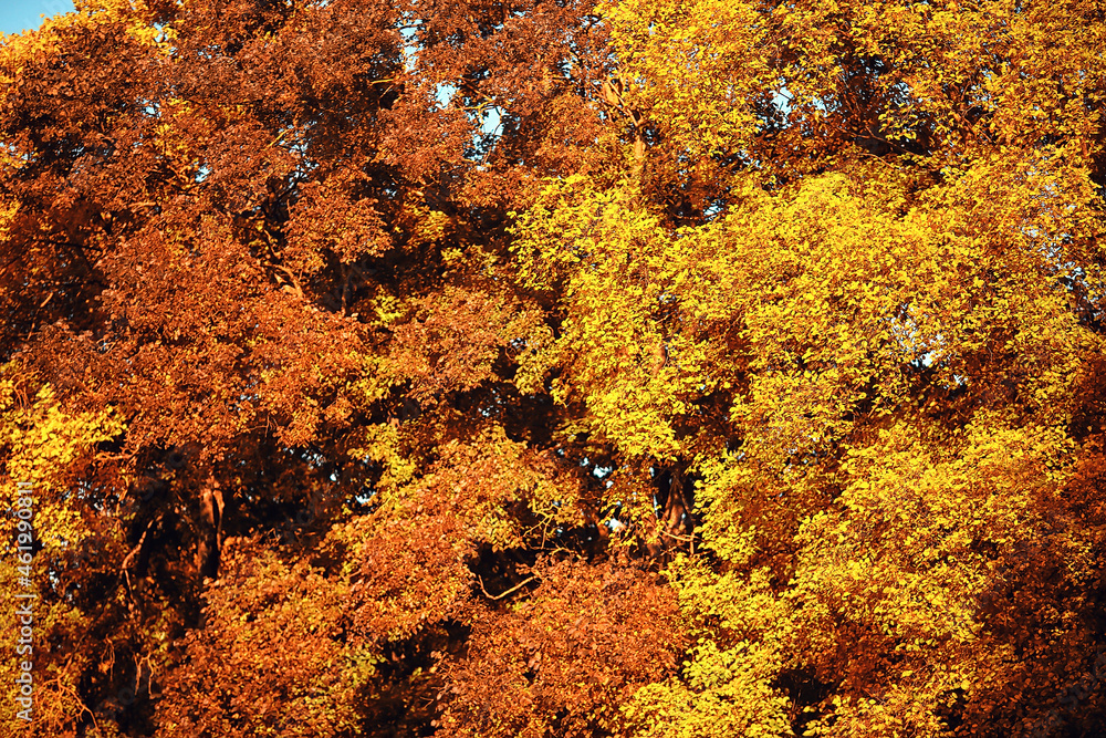 abstract autumn fall background leaves yellow nature october wallpaper seasonal abstract autumn fall background leaves yellow nature october wallpaper seasonal