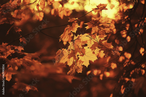 abstract autumn fall background leaves yellow nature october wallpaper seasonal © kichigin19