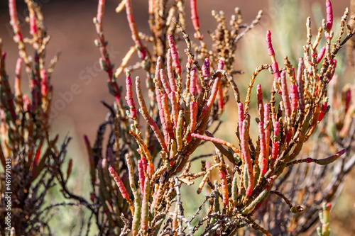 Arthrocnemum macrostachyum is a species of flowering plant in the amaranth family. It is native to coastal areas of the Mediterranean Sea and the Red Sea and parts of the Middle East