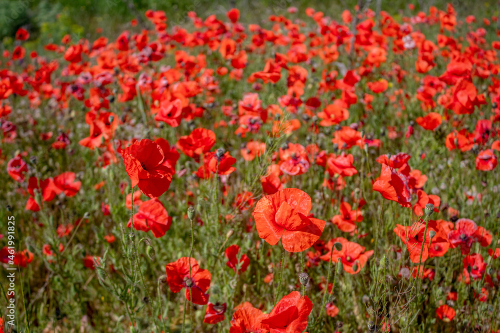 field with blooming red poppies