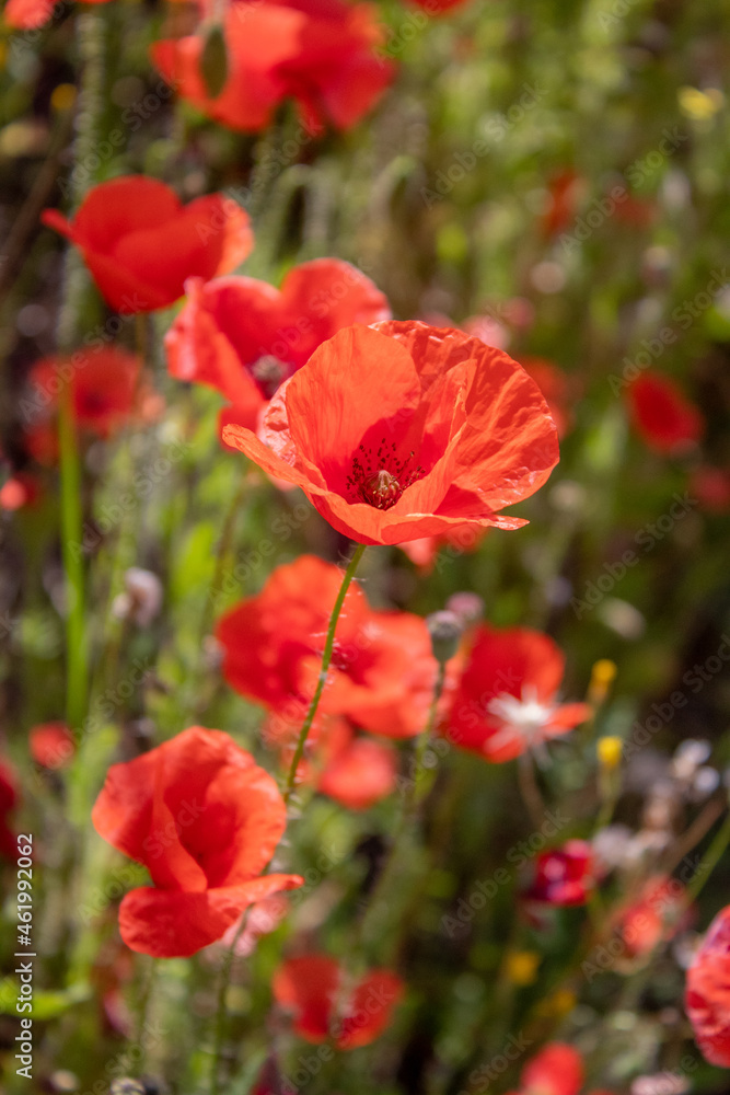 Naklejka premium field with blooming red poppies