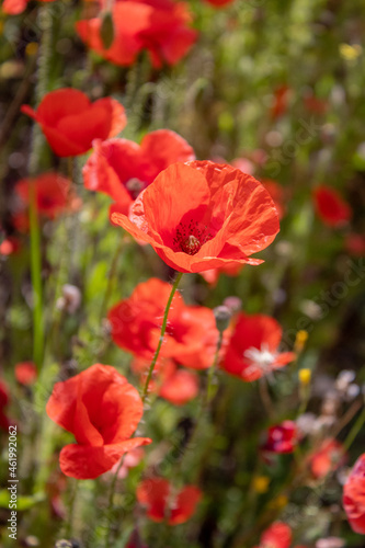 field with blooming red poppies