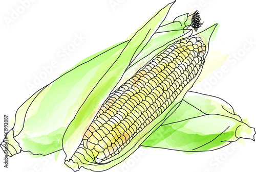 Corn cobs, illustration, vector on a white background.