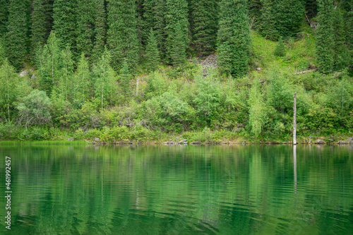 Green forest is reflected in the lake