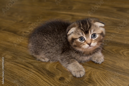 Small Scottish fold-eared kitten