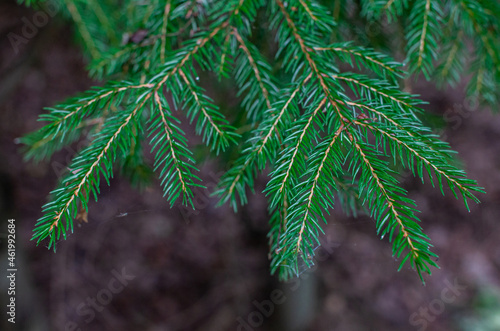 green branches of a young christmas tree with green needles