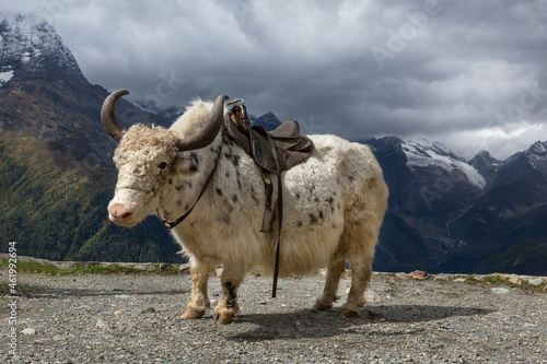 Yak on the background of the Caucasus mountains