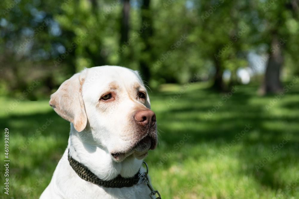 Portrait close up head of a golden or yellow Labrador Retriever dog in the park