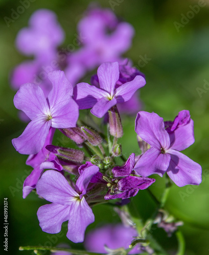 Blooming lilac, purple wild flower.