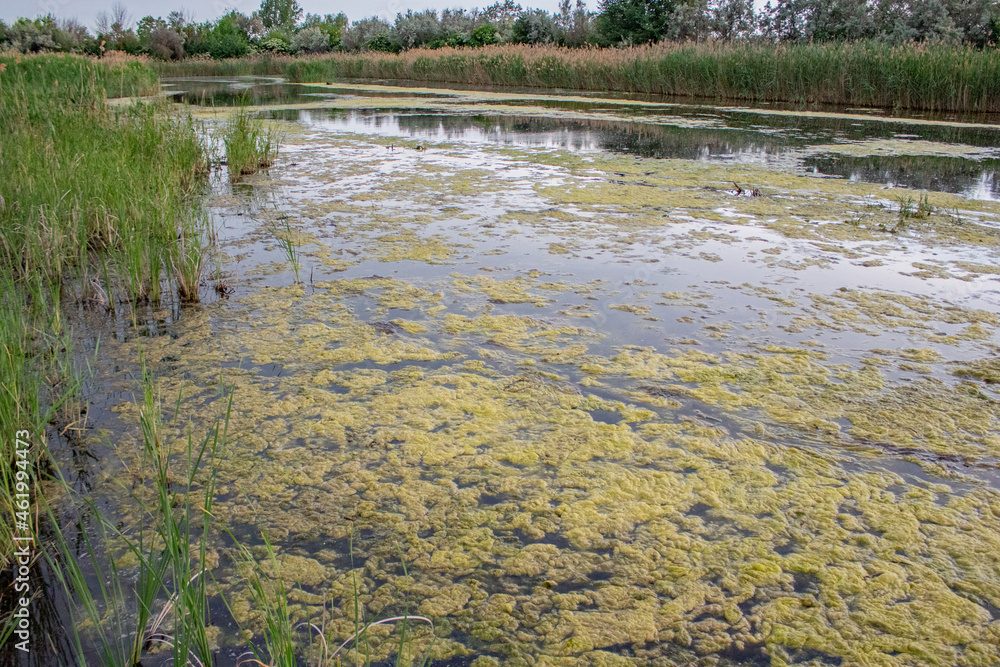 Sunset in the swamp. The sun is setting, an overgrown pond. Sunset in the swamp. The sun is setting, an overgrown pond.