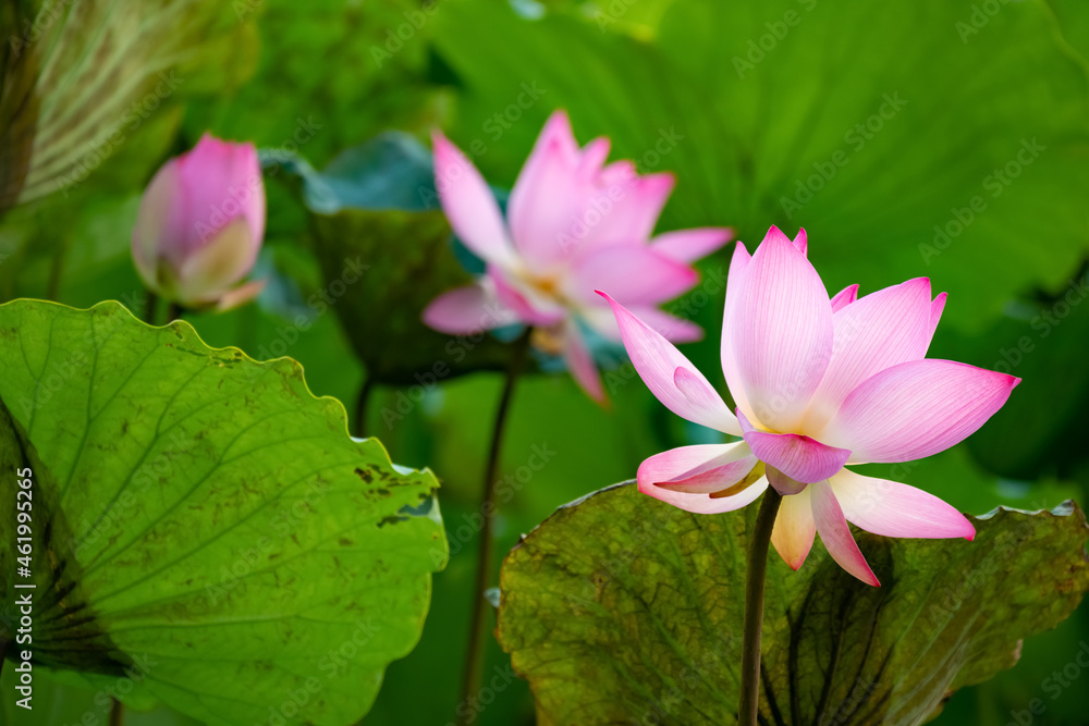 blooming lotus flowers at horizontal composition blooming lotus flowers at horizontal composition