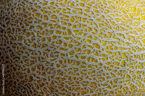 Close-up detail photo of melon rind