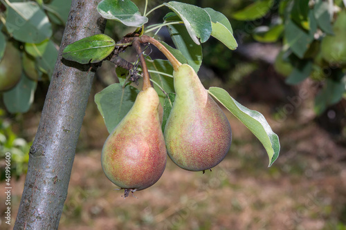 Photo of pear among the leaves on the tree