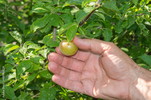 A fresh plum on the branch of the tree