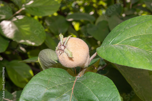 Photo of quince among the leaves on the tree