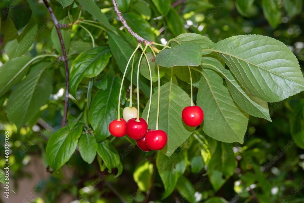 The fruit of the cherry tree among its leaves
