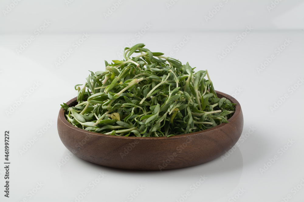 돌나물,봄나물,건강,고해상,다수,두릅,사람없,음식물,신선,오브젝트,웰빙,조각보,채반,초록색,컨셉,하이앵글,화이트