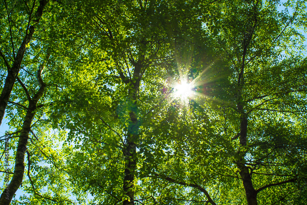Blätterdach im Sonnenschein