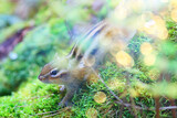 Chipmunk animal in the wild little cute squirrel