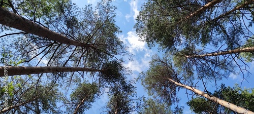 Tall pine trees in forest. A small forest, light brown trunks of pine trees go upwards, on the top of which there are branches with green needles against the background of blue sky with white clouds.