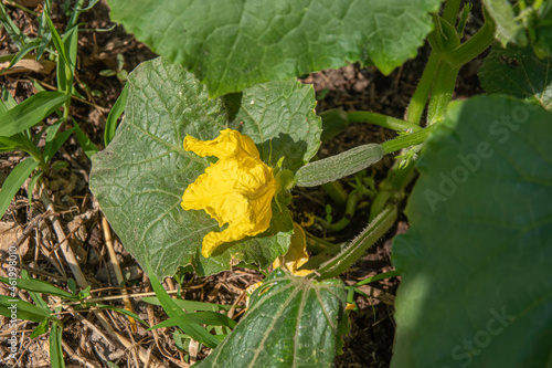A fresh cucumber on the branch of the tree