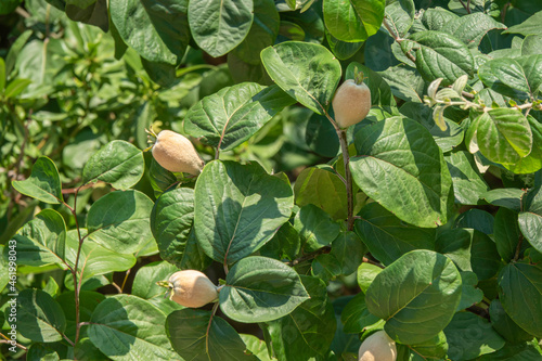 Photo of quince among the leaves on the tree