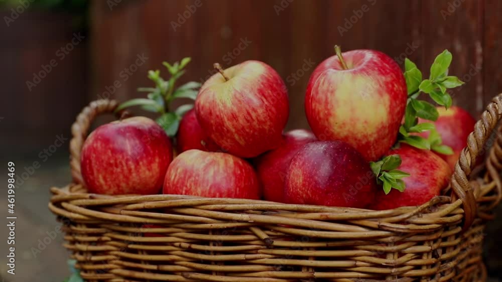 red and yellow fresh apples on natural background outdoors, healthy eating, autumn harvest, farming. red and yellow fresh apples on natural background outdoors, healthy eating, autumn harvest, farming.