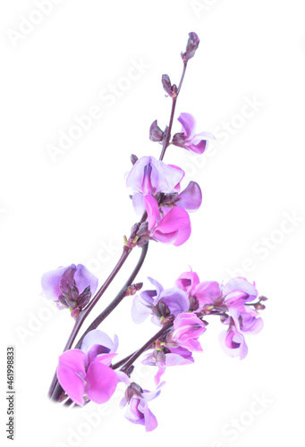 Flowers of Purple Hyacinth Bean- Lablab purpureus on an isolated white background