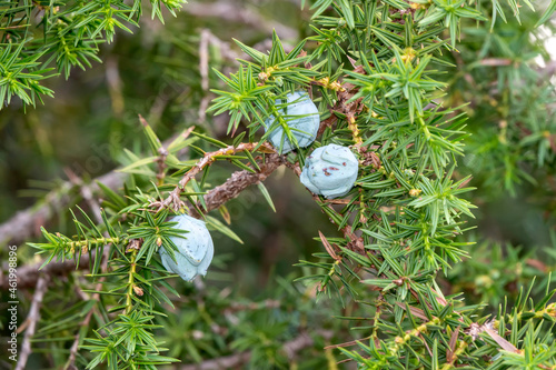 cranberry fruit on tree branch