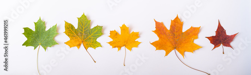Maple leaves gradient from green to yellow. The concept of the changing seasons. Widescreen