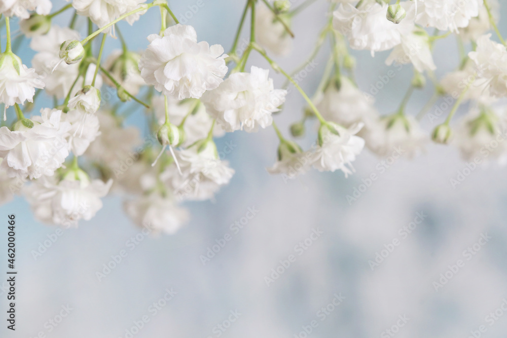 Obraz premium Background with tiny white flowers (gypsophila paniculata), blurred, selective focus.
