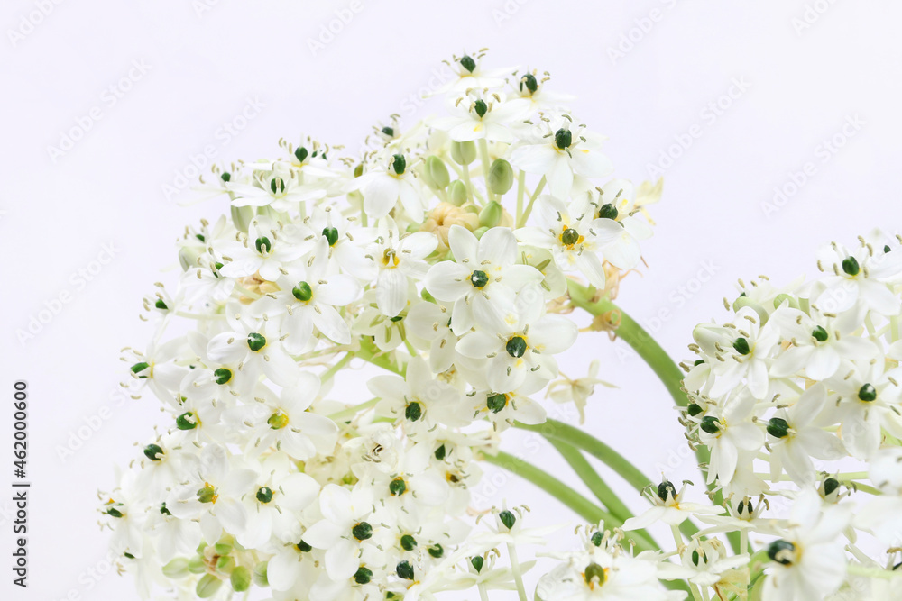 Spring background with arabian star flower (ornithogalum arabicum)