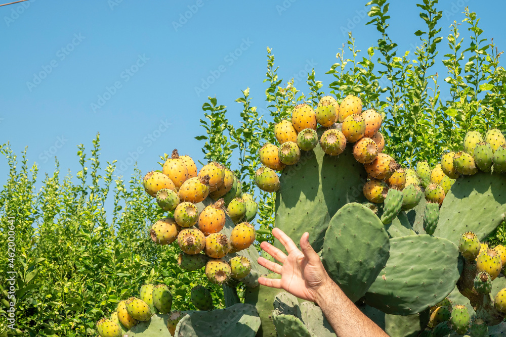 Fruit of a ripe cactus plant