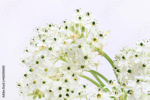 Fototapeta Naklejka Na Ścianę i Meble -  Spring background with arabian star flower (ornithogalum arabicum)