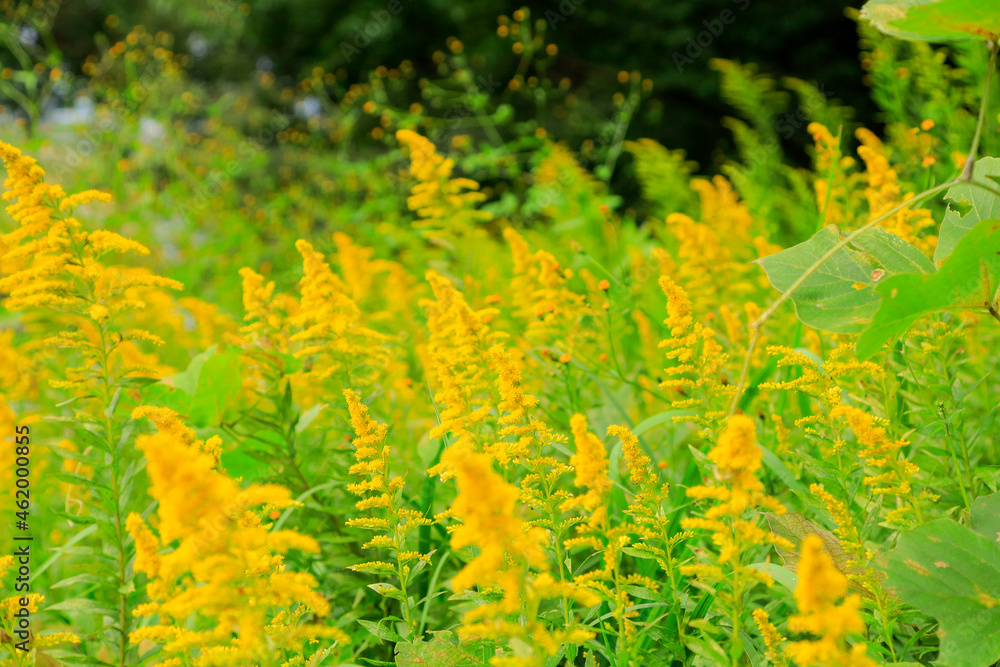 yellow flowers in the garden yellow flowers in the garden