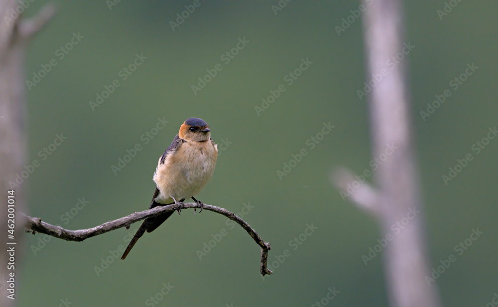 Fototapeta premium Red-rumped Swallow (Hirundo daurica), Greece 