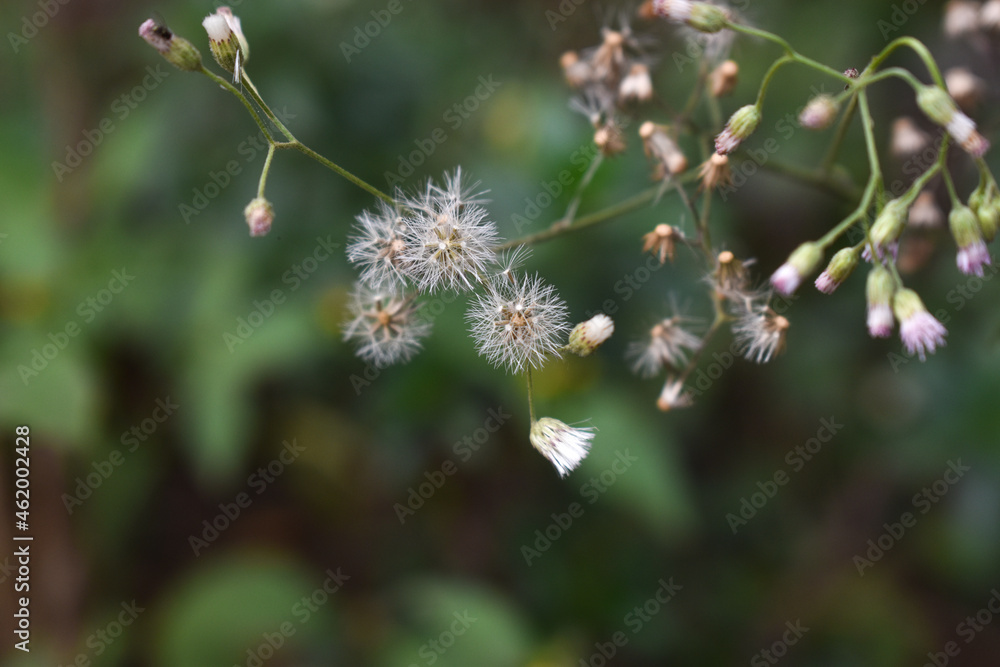 Closed Bud of a dandelion. Dandelion white flowers with green blur background for wallpaper Closed Bud of a dandelion. Dandelion white flowers with green blur background for wallpaper