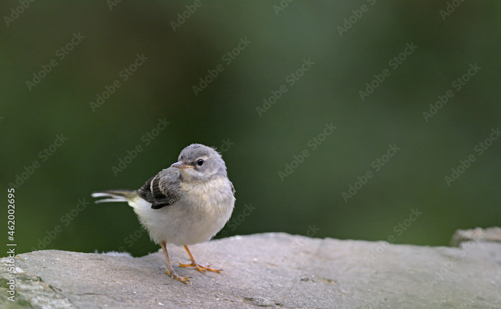 Grey Wagtail (Motacilla cinerea), Greece Grey Wagtail (Motacilla cinerea), Greece