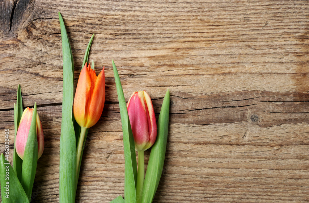 Colorful tulips on wooden background, copy space. Colorful tulips on wooden background, copy space.