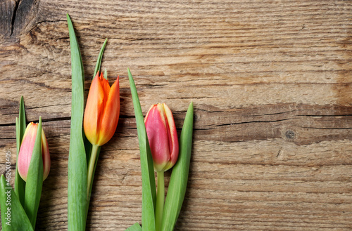Colorful tulips on wooden background  copy space.