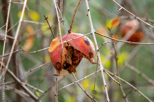 Diseased pomegranate fruit on the tree